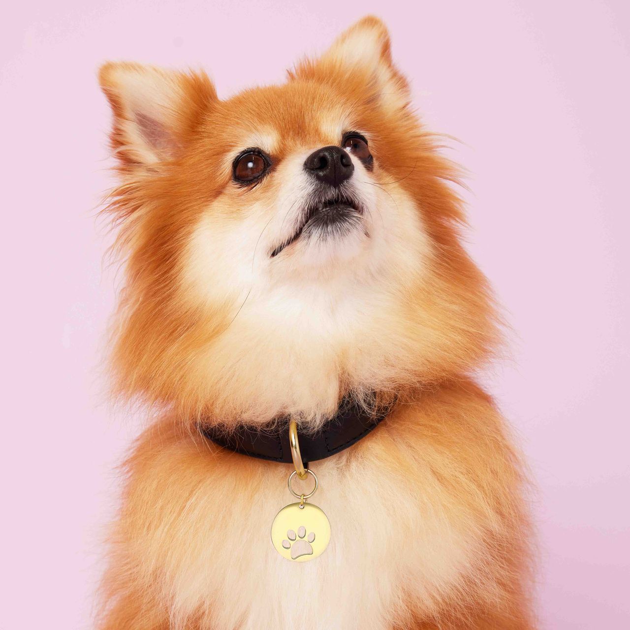 Hundehalsband aus Leder mit Anhänger aus Edelstahl