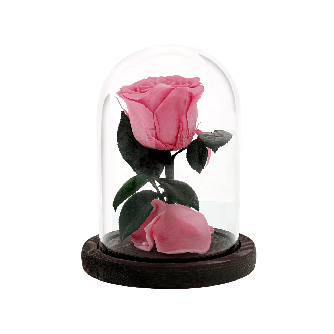 Everlasting Rose, pink
